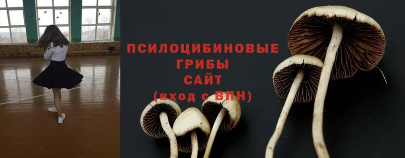 Псилоцибиновые грибы Cubensis  Барыш 